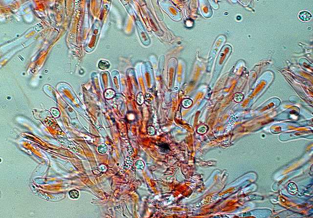 Camarophyllopsis micacea      (Berk. & Broome)       Arnolds